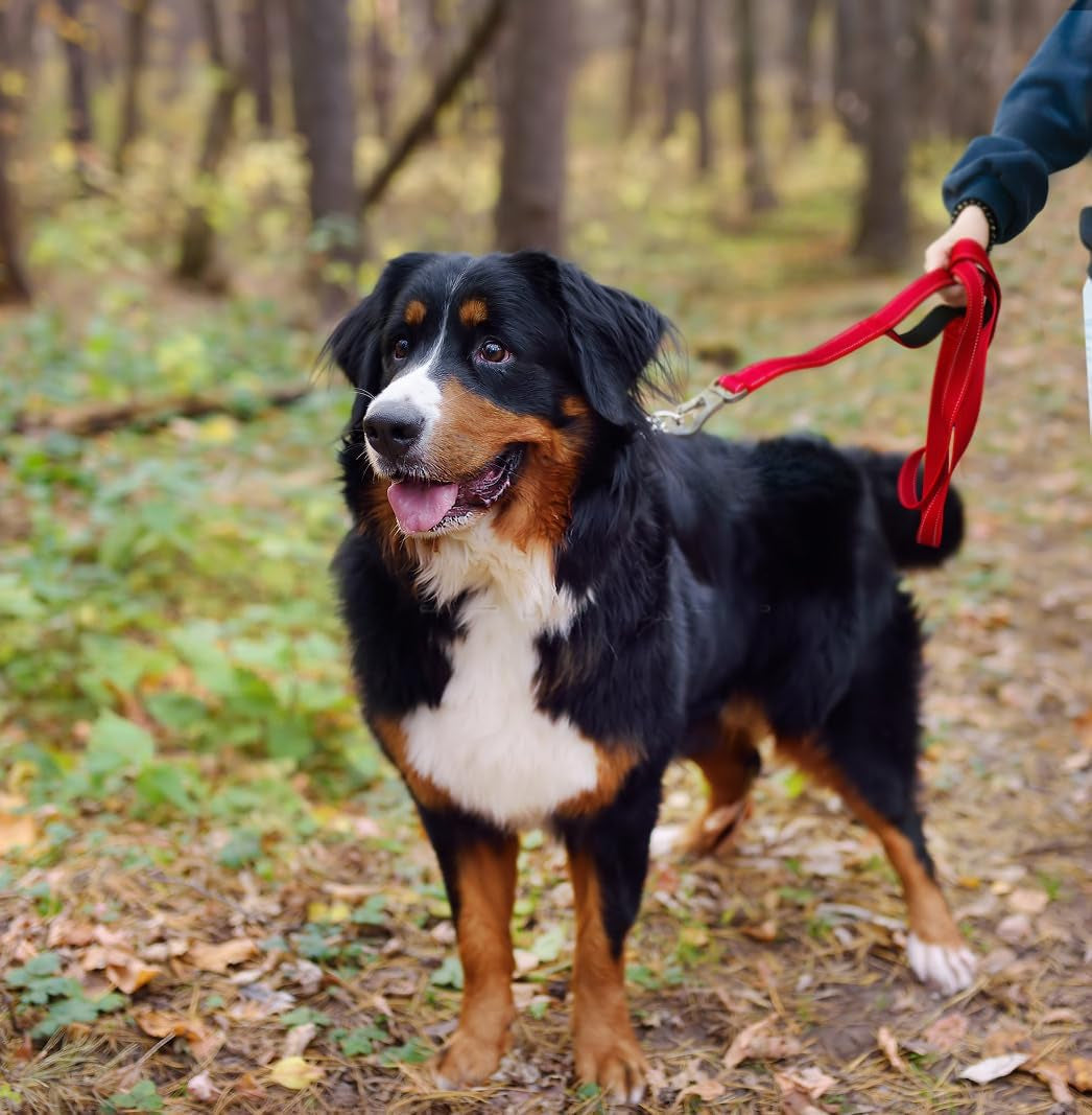 4FT 1IN Durable Red Dog Leash with Dual Padded Handles, Traffic Control Feature, Comfortable Grip, Auto Lock Hook, and Reflective Design for Small to Large Dogs
